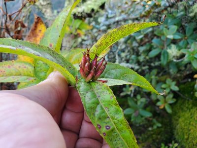 Diervilla sessilifolia, photographed by Will Kuhn