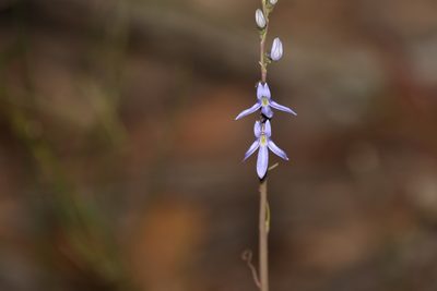 Lobelia gibbosa, photographed by Greg Tasney