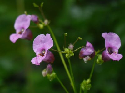 Impatiens sulcata, photographed by Dinesh Valke