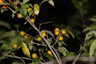 Petalostigma triloculare, photographed by Greg Tasney