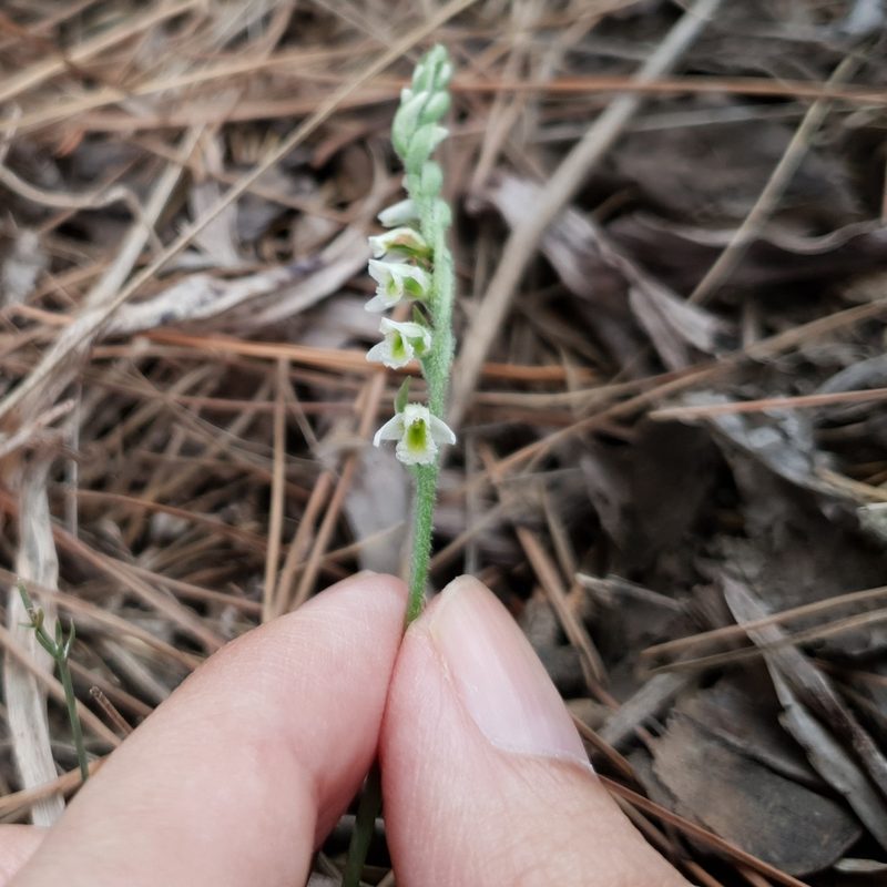 Spiranthes spiralis, photographed by Mehdi Chetibi