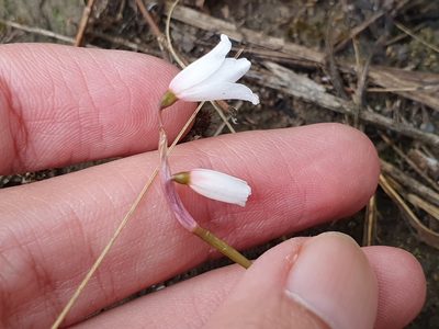 Acis autumnalis, photographed by Mehdi Chetibi