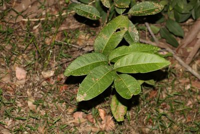 Flindersia bennettii, photographed by Greg Tasney