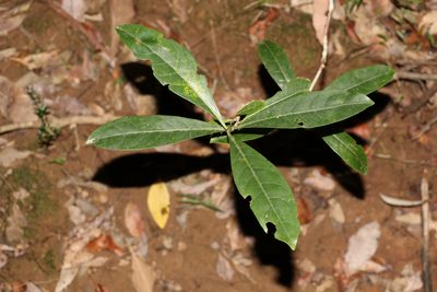 Coelospermum paniculatum, photographed by Greg Tasney