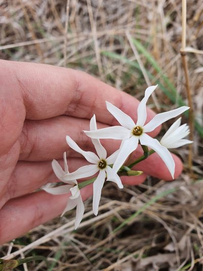 Narcissus obsoletus, photographed by Mehdi Chetibi