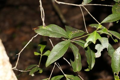 Denhamia celastroides, photographed by Greg Tasney