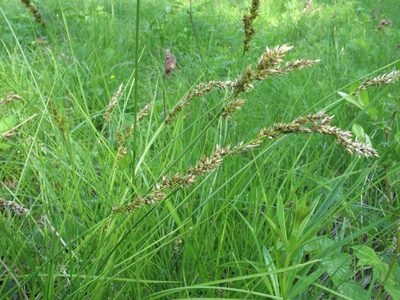 Carex appropinquata, photographed by Татьяна Горбушина
