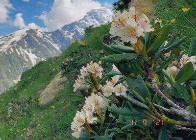 Rhododendron caucasicum, photographed by Fedor Kiryanov-Gref