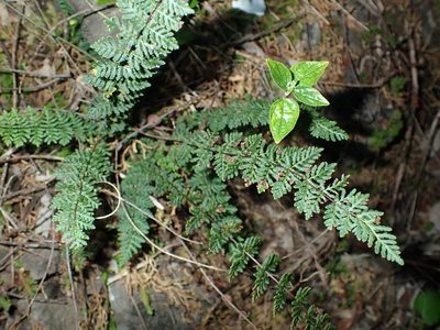 Aleuritopteris chusana