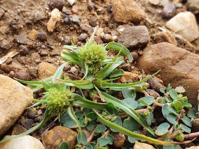Cyperus michelianus, photographed by Mehdi Chetibi
