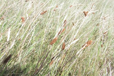 Carex tomentosa, photographed by Татьяна Горбушина
