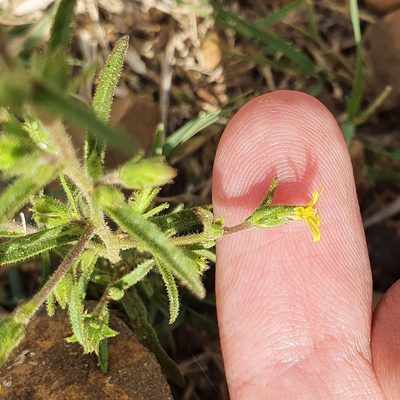 Dittrichia graveolens, photographed by Mehdi Chetibi