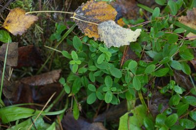 Hypericum maculatum, photographed by Вячеслав Юсупов