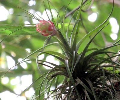 Tillandsia stricta, photographed by Kahio Tiberio Mazon