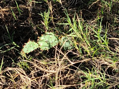 Opuntia macrorhiza, photographed by kayler09