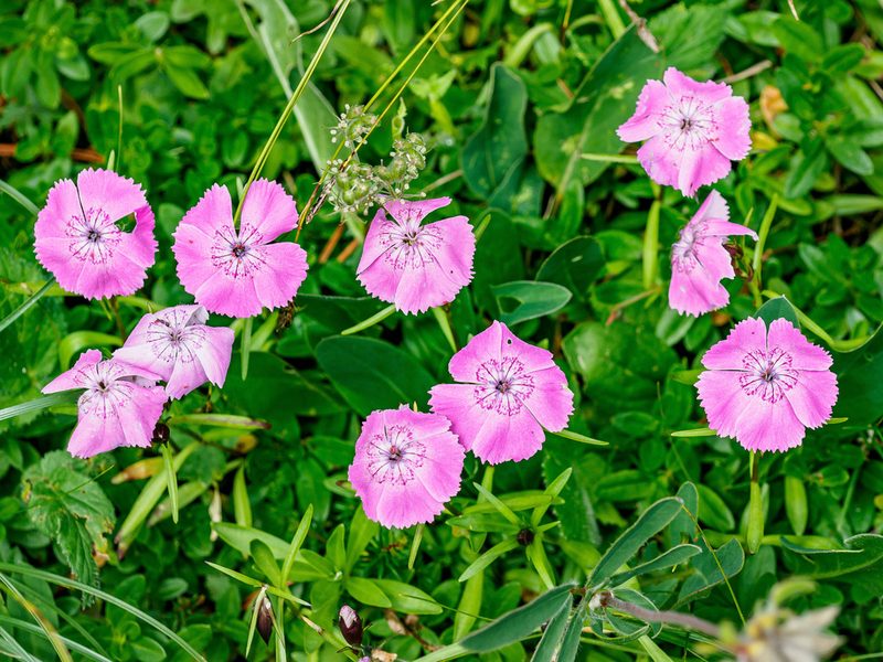 Dianthus alpinus, photographed by rainerburkard