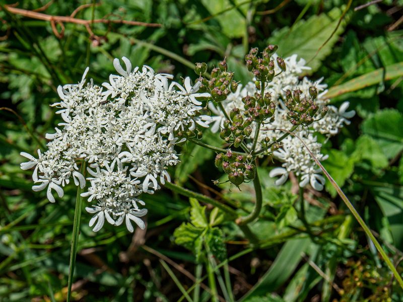 Heracleum austriacum, photographed by rainerburkard