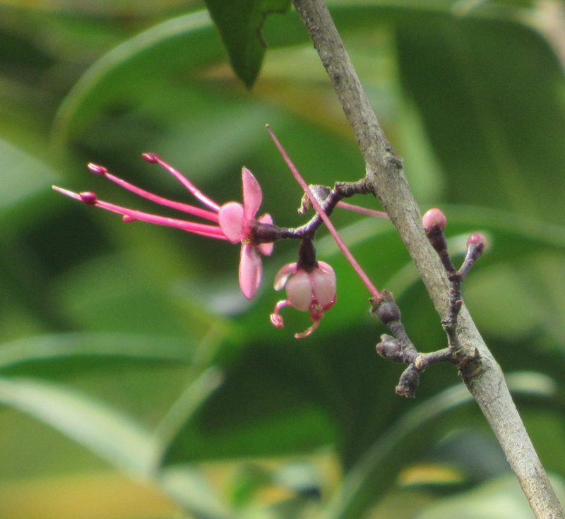 Myrrhinium atropurpureum, photographed by Kahio Tiberio Mazon