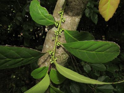 Ilex paraguariensis, photographed by Kahio Tiberio Mazon