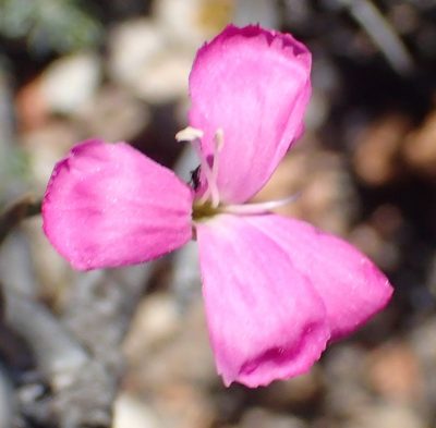 Dianthus basuticus, photographed by Nicola van Berkel