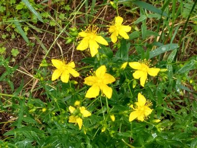 Hypericum elegans, photographed by Anna Petrosyan
