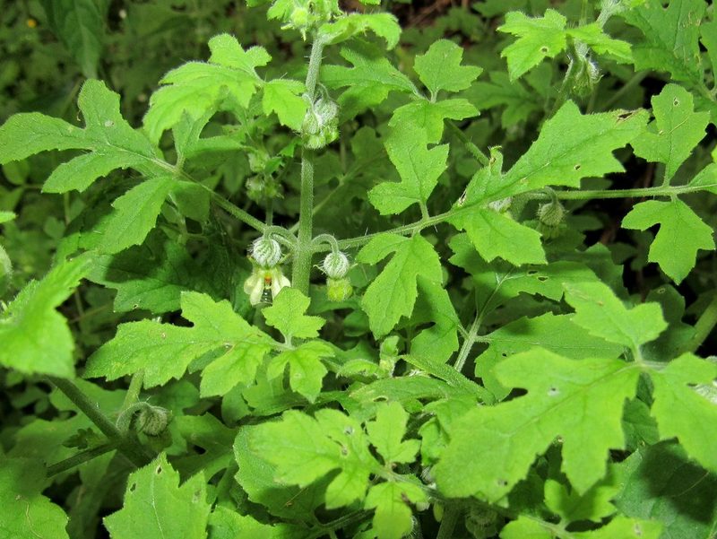 Blumenbachia latifolia, photographed by Kahio Tiberio Mazon