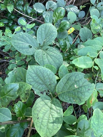 Illigera luzonensis, photographed by 呂一起(Lyu yi-chi)