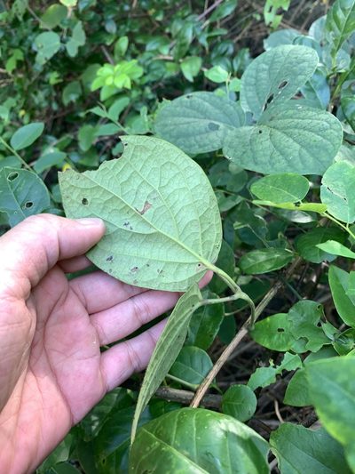 Illigera luzonensis, photographed by 呂一起(Lyu yi-chi)