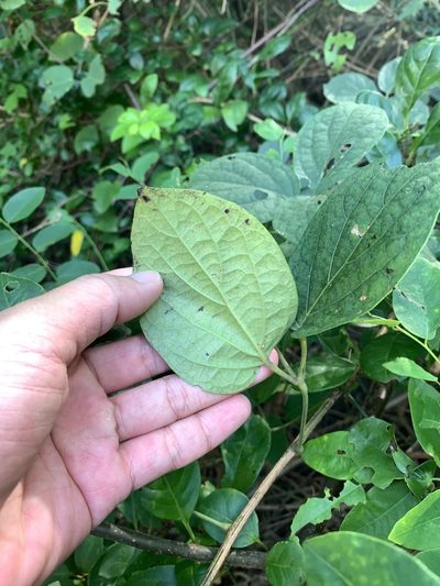 Illigera luzonensis, photographed by 呂一起(Lyu yi-chi)