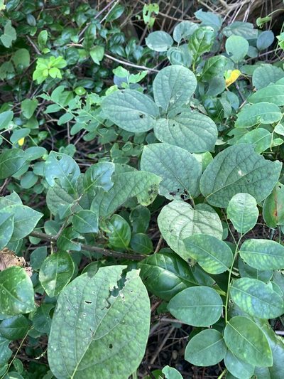 Illigera luzonensis, photographed by 呂一起(Lyu yi-chi)