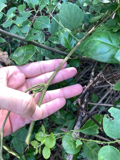 Illigera luzonensis, photographed by 呂一起(Lyu yi-chi)