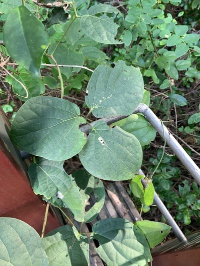 Illigera luzonensis, photographed by 呂一起(Lyu yi-chi)