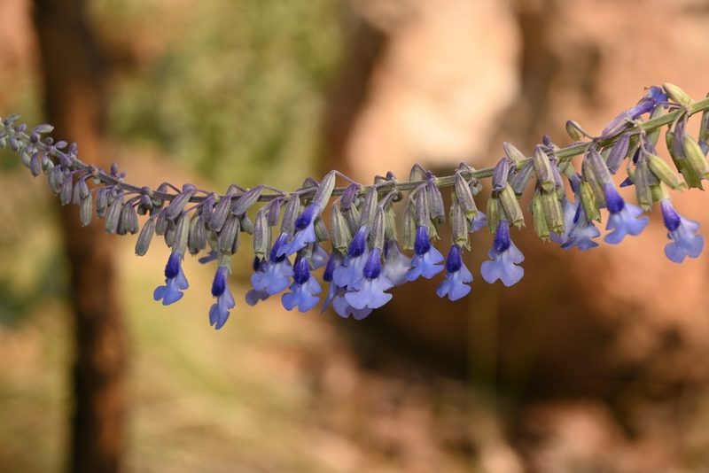 Salvia guadalajarensis, photographed by Dante S. Figueroa