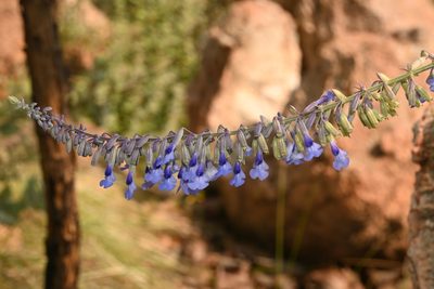 Salvia guadalajarensis, photographed by Dante S. Figueroa