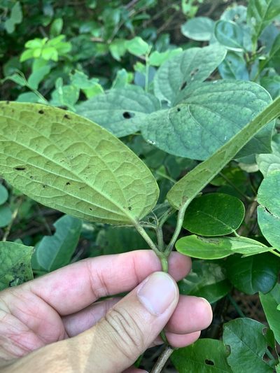 Illigera luzonensis, photographed by 呂一起(Lyu yi-chi)