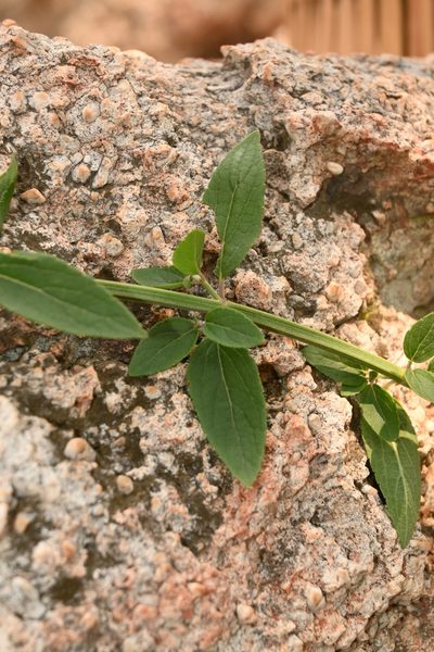 Salvia guadalajarensis, photographed by Dante S. Figueroa