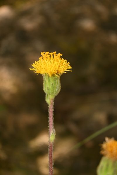 Sinclairia palmeri, photographed by Dante S. Figueroa