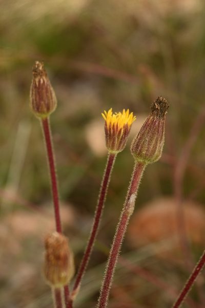 Sinclairia palmeri, photographed by Dante S. Figueroa