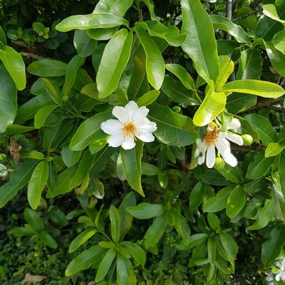 Xylotheca kraussiana, photographed by Margaret Burger