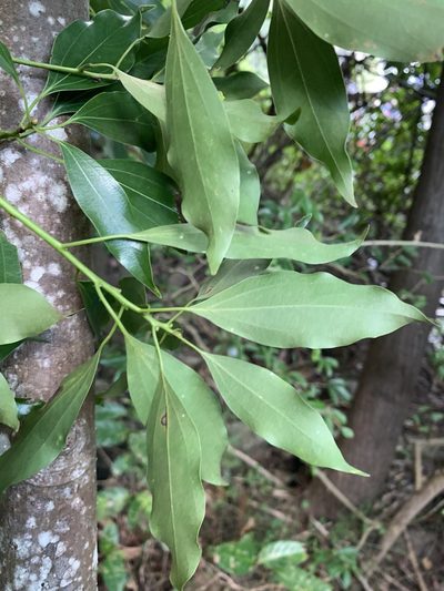 Neolitsea parvigemma, photographed by 呂一起(Lyu yi-chi)