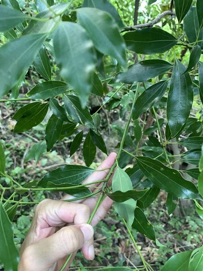 Neolitsea parvigemma, photographed by 呂一起(Lyu yi-chi)