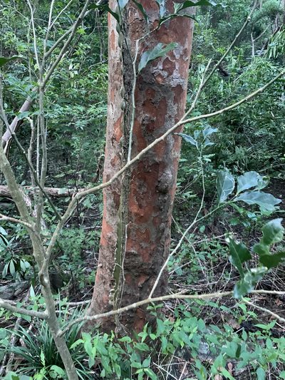 Margaritaria indica, photographed by 呂一起(Lyu yi-chi)