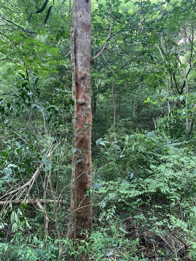 Margaritaria indica, photographed by 呂一起(Lyu yi-chi)