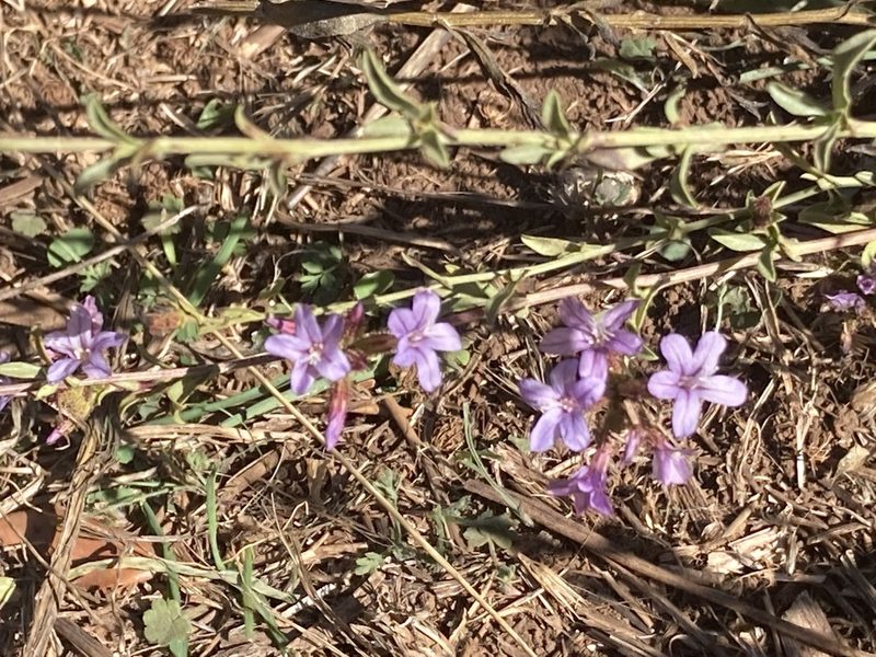 Plumbago europaea, photographed by Marc Riera