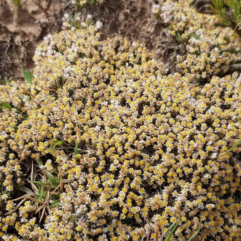 Helichrysum caespititium, photographed by Margaret Burger
