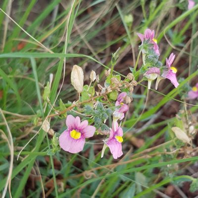 Nemesia fruticans, photographed by Margaret Burger