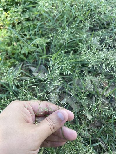 Eragrostis barrelieri, photographed by Evelyn Lazzaretti 🏳️‍⚧️