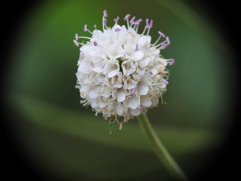 Succisella inflexa, photographed by Yves Bas