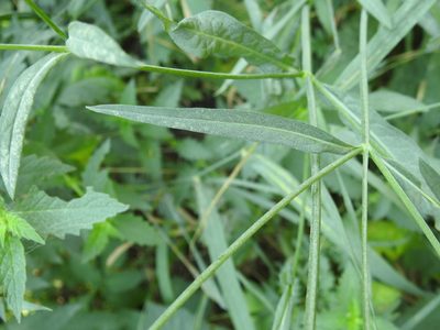Succisella inflexa, photographed by Yves Bas