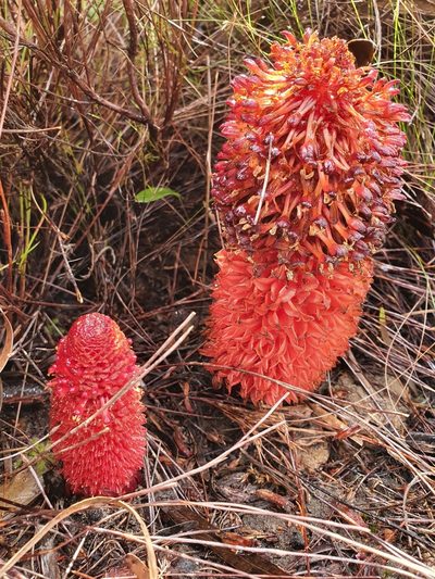 Mystropetalon thomii, photographed by Corli du Toit Smith